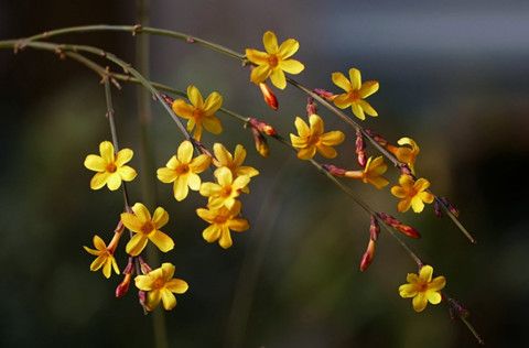 人日風暖且踏春！華全選在大年初七開門納客